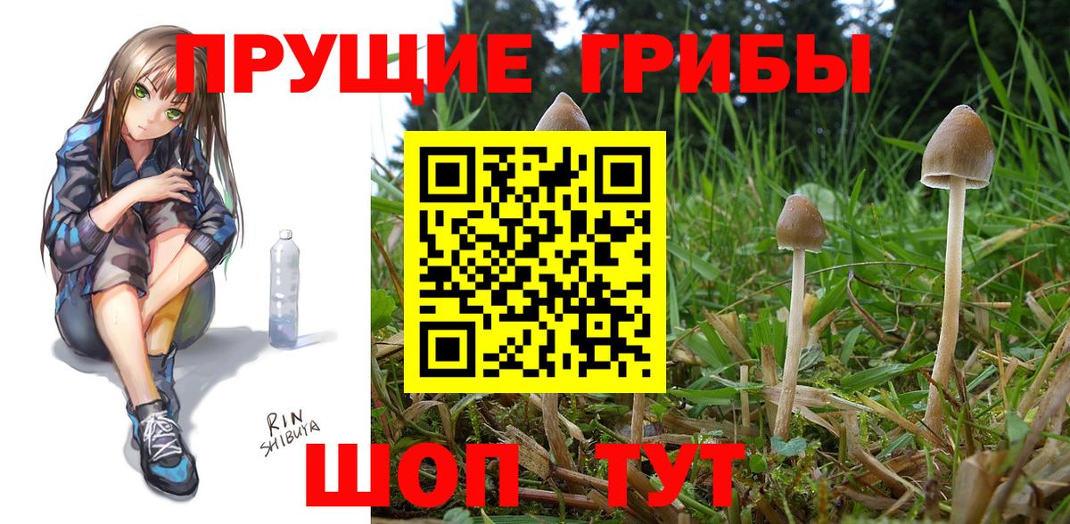 Кирово-Чепецк  Галлюциногенные грибы Psilocybe  Вход с VPN 
